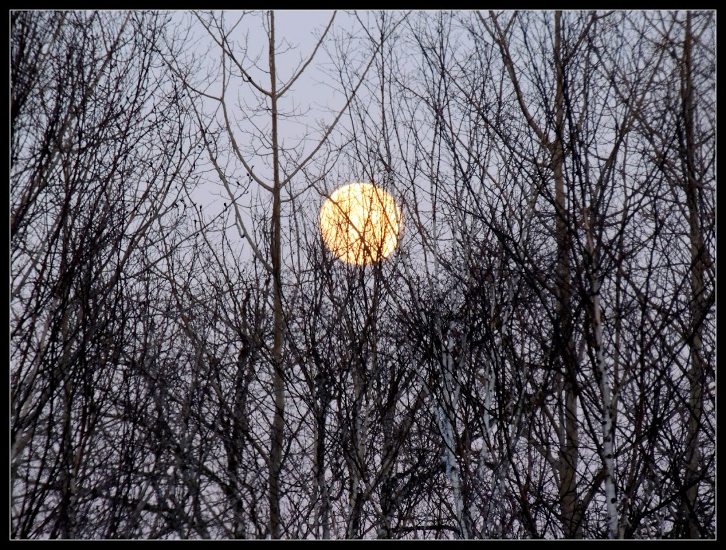 lune et arbre 1